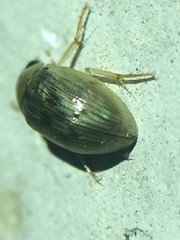 Berosus peregrinus