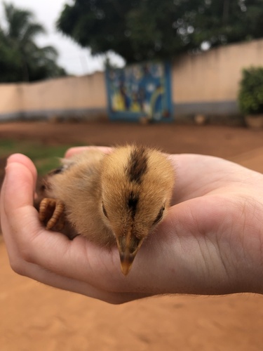 Domestic Chicken