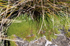 Dracophyllum muscoides