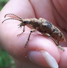 Rhagium sycophanta