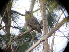 Bubo virginianus lagophonus