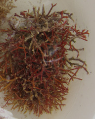 Tricleocarpa fragilis