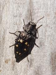Phaenops