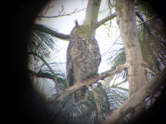 Bubo virginianus lagophonus