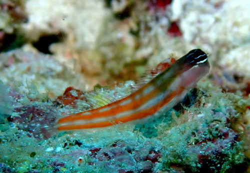 Ecsenius bathi