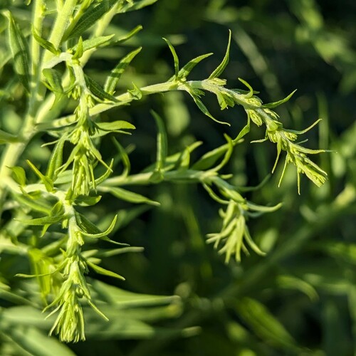 Solidago canadensis