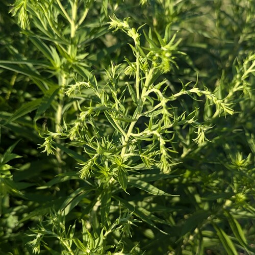 Solidago canadensis