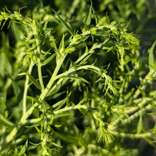 Solidago canadensis