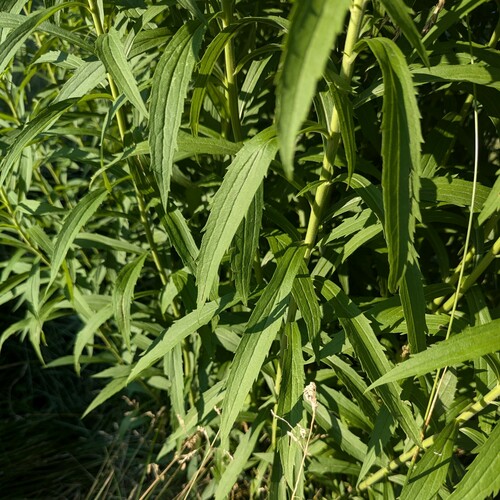 Solidago canadensis