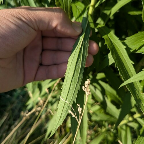 Solidago canadensis