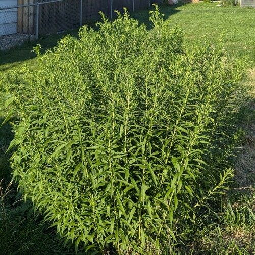 Solidago canadensis