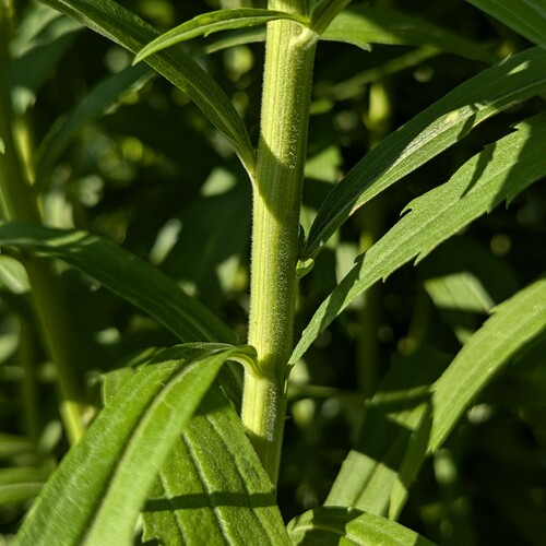Solidago canadensis