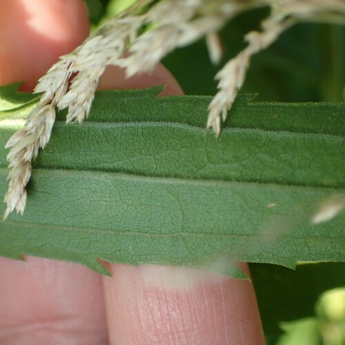 Solidago canadensis