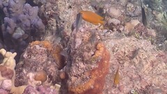 ネッタイスズメダイ
