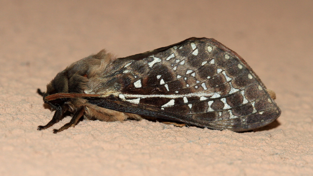 Oxycanus