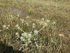 Eryngium vaseyi