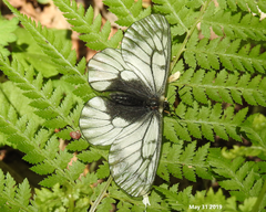 Parnassius stubbendorfii