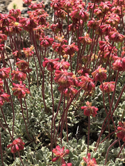 Oligogonum