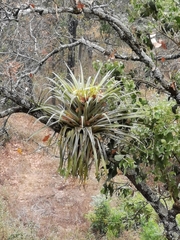 Tillandsia utriculata