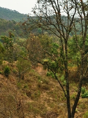 Tillandsia utriculata