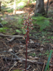 Corallorhiza maculata occidentalis