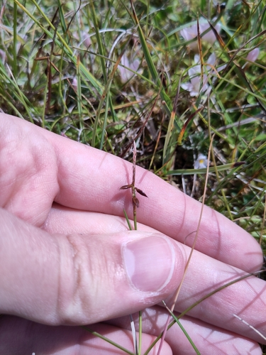 Image of Carex pulicaris by (c) Jake Dalzell, some rights reserved (CC BY)