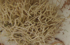 Amphiroa rigida