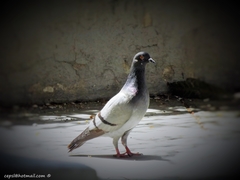 Columba livia