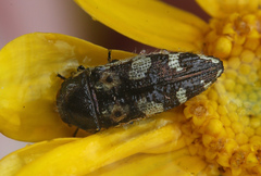 Acmaeodera linsleyi