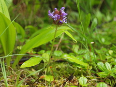 Prunella vulgaris vulgaris