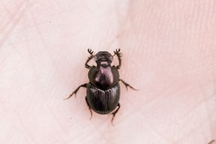 Onthophagus orpheus