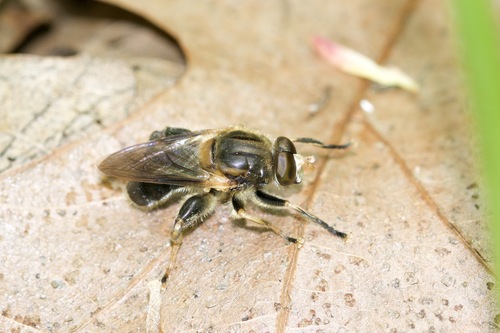 Black Spur Fly photo 4