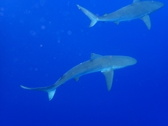 Carcharhinus galapagensis