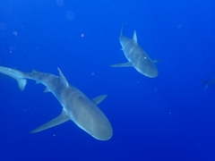 Carcharhinus galapagensis