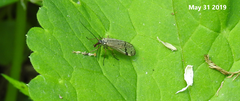 Mecoptera
