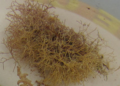 Amphiroa