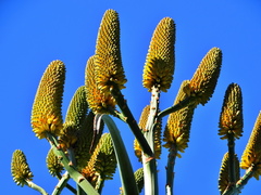 Aloe thraskii