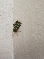 Drepanogynis bifasciata