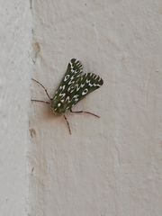 Drepanogynis bifasciata