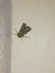 Drepanogynis bifasciata