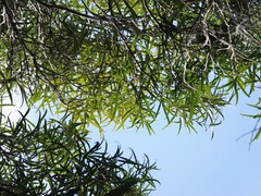 Nestegis montana
