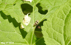 Mesoptyelus nigrifrons