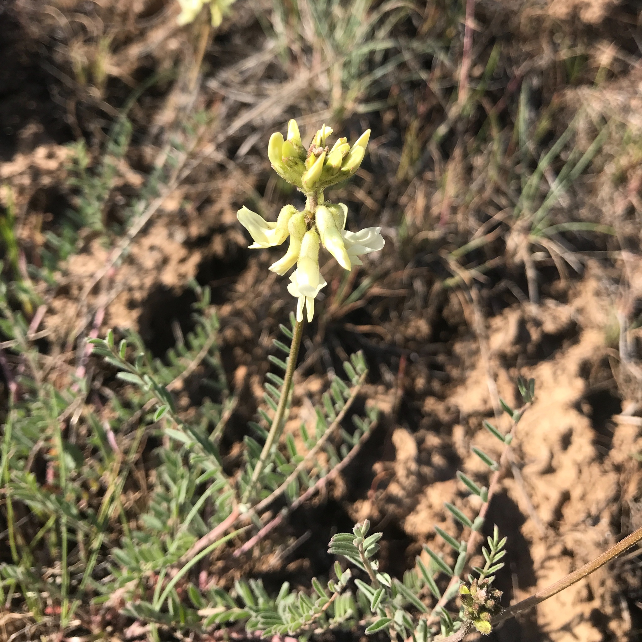 Astragalus howellii