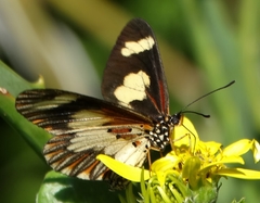 Acraea cabira