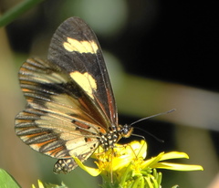 Acraea cabira