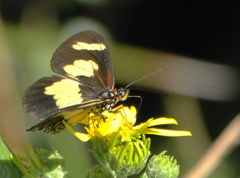 Acraea cabira