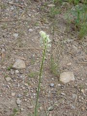 Toxicoscordion venenosum