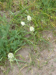 Toxicoscordion venenosum