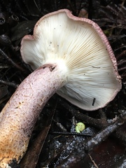 Leucopaxillus lilacinus