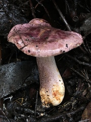 Leucopaxillus lilacinus